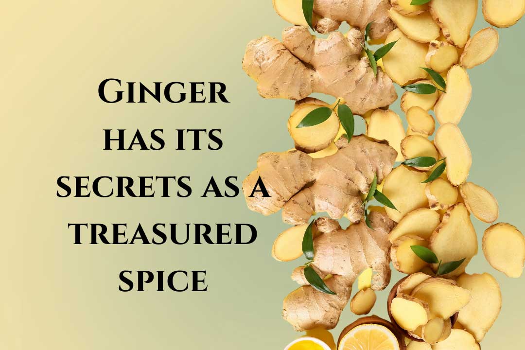 Ginger – The Wise Old Fox in our Pantries